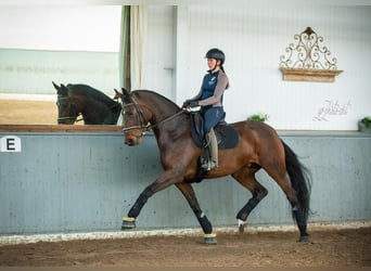 Oldenburg, Mare, 13 years, 16,2 hh, Brown