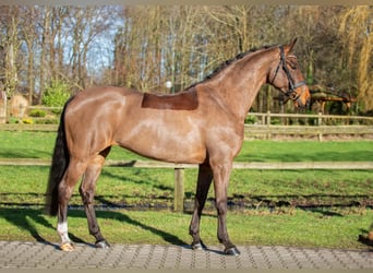 Oldenburg, Mare, 13 years, 16,2 hh, Brown