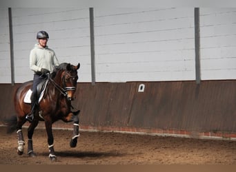 Oldenburg, Mare, 13 years, 16,2 hh, Brown