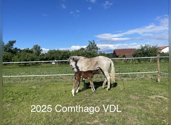 Oldenburg, Mare, 13 years, 16.2 hh, Grey