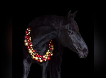 Oldenburg, Mare, 13 years, 16,3 hh, Black