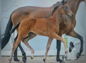 Oldenburg, Mare, 13 years, 16.3 hh, Brown
