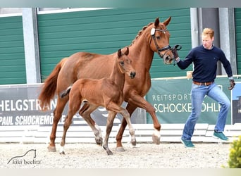 Oldenburg, Mare, 13 years, 16,3 hh, Chestnut-Red