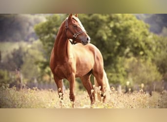 Oldenburg, Mare, 13 years, 16 hh, Bay-Dark