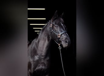 Oldenburg, Mare, 13 years, 16 hh, Black