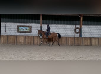 Oldenburg, Mare, 13 years, 16 hh, Brown