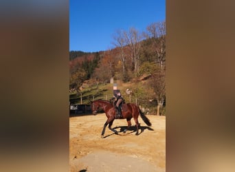 Oldenburg, Mare, 13 years, 16 hh, Brown