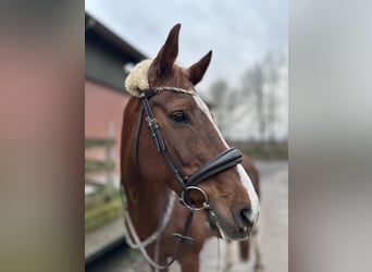 Oldenburg, Mare, 13 years, 16 hh, Chestnut-Red