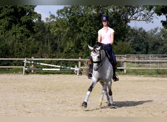 Oldenburg, Mare, 13 years, 16 hh, Grey