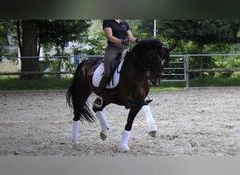 Oldenburg, Mare, 13 years, 16,1 hh, Bay-Dark