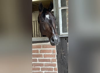 Oldenburg, Mare, 13 years, 16,1 hh, Bay-Dark