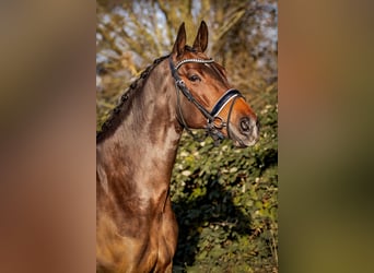 Oldenburg, Mare, 13 years, 16,1 hh, Bay-Dark