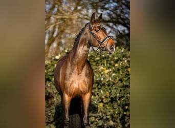 Oldenburg, Mare, 13 years, 16,1 hh, Bay-Dark