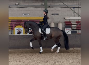 Oldenburg, Mare, 13 years, 16,1 hh, Bay-Dark