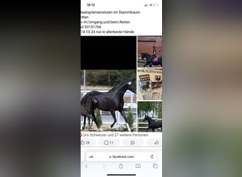 Oldenburg, Mare, 13 years, 16,2 hh, Black