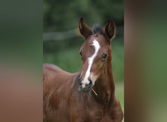 Oldenburg, Mare, 13 years, 16,2 hh, Smoky-Black