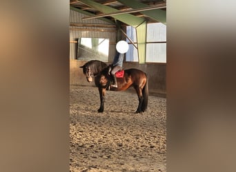 Oldenburg Mix, Mare, 13 years, 16,3 hh, Brown