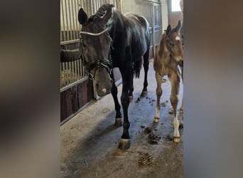 Oldenburg, Mare, 13 years, 16,3 hh, Smoky-Black