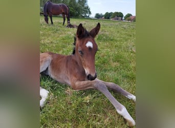 Oldenburg, Mare, 13 years, 16,3 hh, Smoky-Black