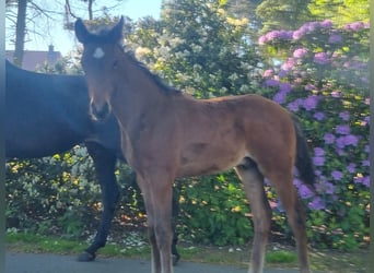 Oldenburg, Mare, 13 years, 16,3 hh, Smoky-Black