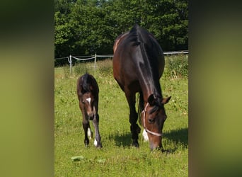 Oldenburg, Mare, 13 years, 17 hh, Bay-Dark