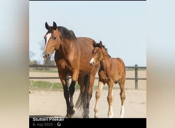 Oldenburg, Mare, 13 years, 17 hh, Brown