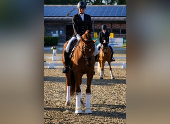 Oldenburg, Mare, 13 years, 17 hh, Chestnut