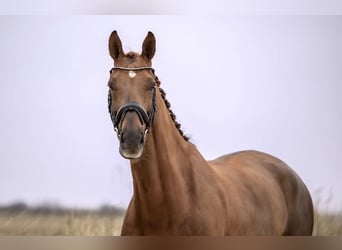 Oldenburg, Mare, 13 years, 17 hh, Chestnut