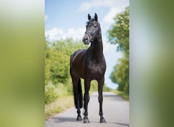 Oldenburg, Mare, 13 years, 17 hh, Smoky-Black