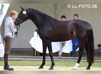 Oldenburg, Mare, 13 years, 17 hh, Smoky-Black