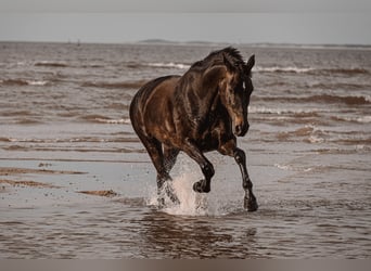 Oldenburg, Mare, 13 years, 18 hh, Bay-Dark