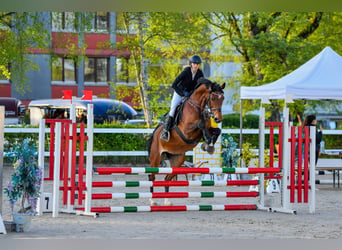 Oldenburg, Mare, 13 years, Brown