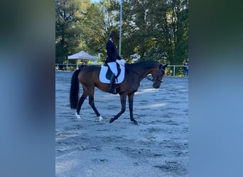 Oldenburg, Mare, 14 years, 15,3 hh, Bay-Dark