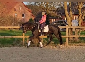 Oldenburg, Mare, 14 years, 15,3 hh, Smoky-Black