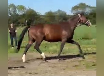 Oldenburg, Mare, 14 years, 16.1 hh, Bay-Dark