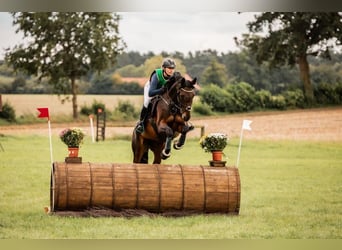 Oldenburg, Mare, 14 years, 16,1 hh, Bay-Dark