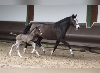 Oldenburg, Mare, 14 years, 16,1 hh, Brown