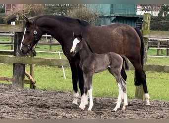 Oldenburg, Mare, 14 years, 16,1 hh, Brown