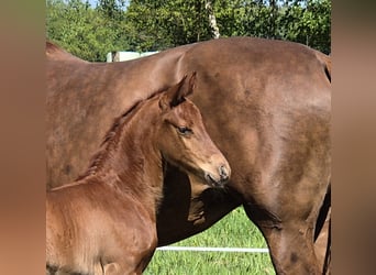 Oldenburg, Mare, 14 years, 16,1 hh, Chestnut