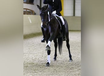 Oldenburg, Mare, 14 years, 16.2 hh, Bay-Dark