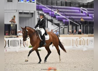 Oldenburg, Mare, 14 years, 16.2 hh, Bay