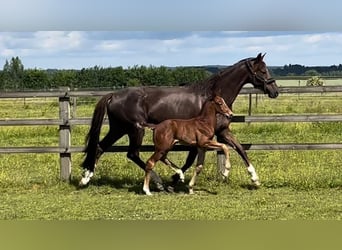 Oldenburg, Mare, 14 years, 16.2 hh, Chestnut