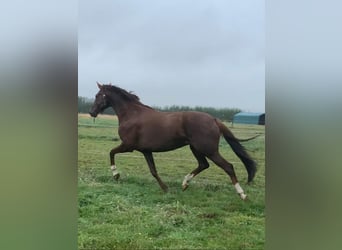 Oldenburg, Mare, 14 years, 16.2 hh, Chestnut