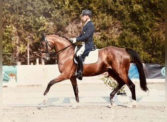 Oldenburg, Mare, 14 years, 16.3 hh, Brown
