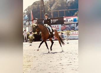 Oldenburg, Mare, 14 years, 16.3 hh, Brown