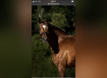 Oldenburg, Mare, 14 years, 16.3 hh, Brown