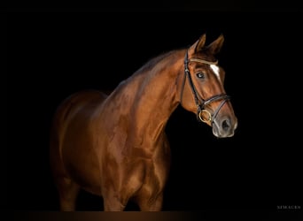Oldenburg, Mare, 14 years, 16.3 hh, Brown