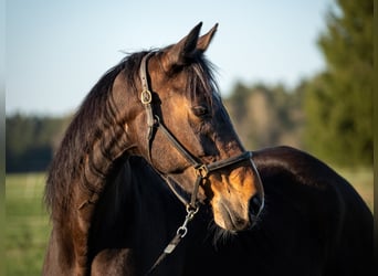 Oldenburg, Mare, 14 years, 16 hh, Brown