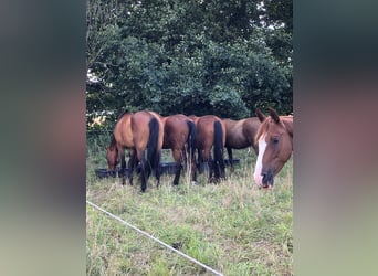 Oldenburg, Mare, 14 years, 16 hh, Brown