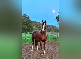 Oldenburg, Mare, 14 years, 16 hh, Chestnut
